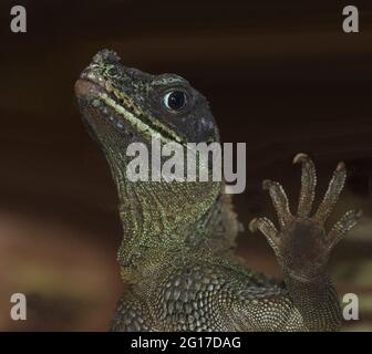 Molukkensegelechse / Weber's crested lizard or Weber's sailfin lizard / Hydrosaurus weberi Stock Photo