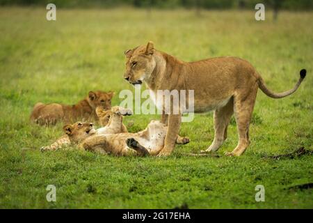 Lion cub lies on back by mother Stock Photo
