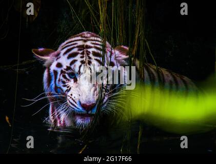 The white tiger or bleached tiger is a leucistic pigmentation variant of the Bengal tigers, Siberian Tiger and man-made hybrids between the two, which. Stock Photo