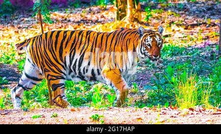 The Bengal tiger is a tiger from a specific population of the Panthera tigris tigris subspecies that is native to the Indian subcontinent. Stock Photo