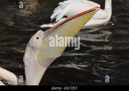 Rosapelikan / White pelican / Pelecanus onocrotalus Stock Photo