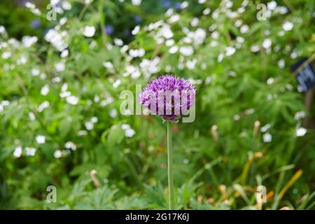 Ornamental Allium flower heads growing in a garden border, plants for bees, England, UK, GB. Stock Photo