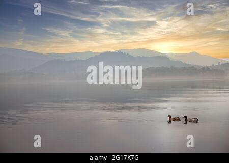 Ducks and reflections on Derwent Water in mist, Lake District, Cumbria, England, UK Stock Photo