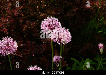 Ornamental Allium flower heads growing in a garden border, plants for bees, England, UK, GB. Stock Photo