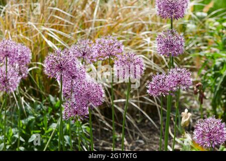 Ornamental Allium flower heads growing in a garden border, plants for bees, England, UK, GB. Stock Photo