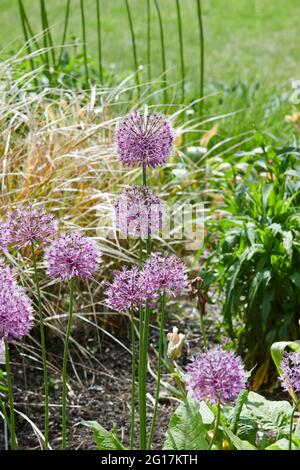 Ornamental Allium flower heads growing in a garden border, plants for bees, England, UK, GB. Stock Photo