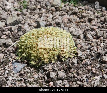 Mossy saxifrage (Saxifraga hypnoides) or Dovedale moss, growing on alpine limestone gravel in full sunlight. Stock Photo