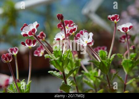 Garden Verbena (Glandularia hybrida) Stock Photo