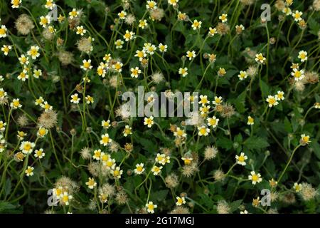 Coatbuttons flower or Tridax procumbens wild grass plant that also commonly known as coatbuttons, is a species of flowering plant in the daisy family Stock Photo