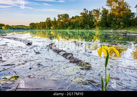 Wien, Vienna: oxbow lake Donau-Oder-Kanal in Lobau, part of Nationalpark Donauauen (Danube-Auen National Park), flower Sumpf-Schwertlilie (Iris pseuda Stock Photo