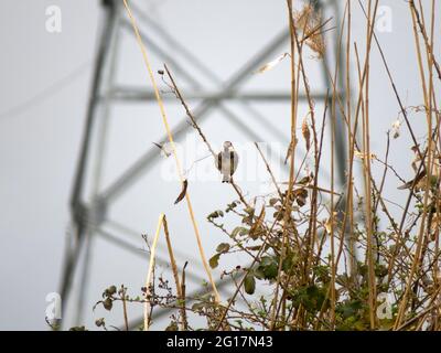 Spanish sparrow in Kumisi lake, Georgia Stock Photo