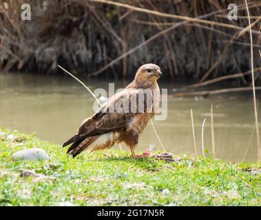 Common buzzard in Georgia, near Kumisi lake Stock Photo