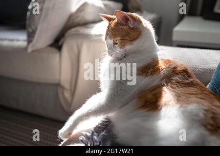 brown and white cat with yellow eyes under the light of the window Stock Photo