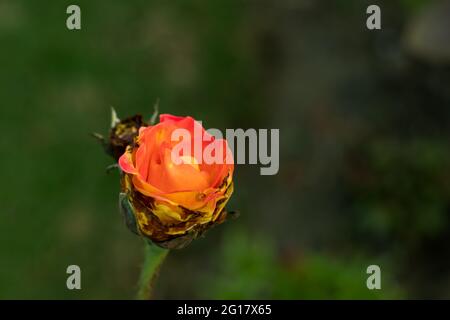 The rose is a type of love flower. It is occasionally used in wedding bouquets or gift Stock Photo