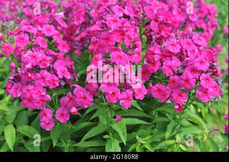 Purple phlox paniculata Aida blooms on an exhibition in July Stock Photo