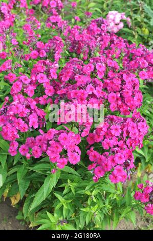 Purple phlox paniculata Aida blooms on an exhibition in July Stock Photo