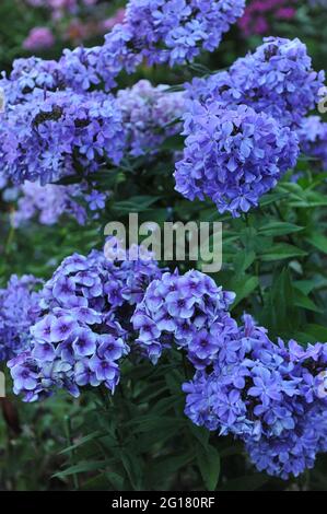 Violet-blue phlox paniculata Alexey Lensky and Gordost Rossii bloom in a evening garden in July Stock Photo