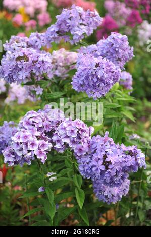 Violet-blue phlox paniculata Alexey Lensky and Gordost Rossii bloom in a garden in July Stock Photo