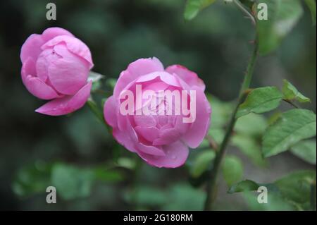 Lilac-pink English shrub rose (Rosa) Charles Rennie Mackintosh blooms in a garden in October Stock Photo