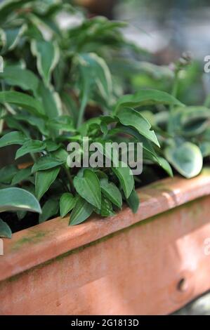 Small green Hosta Dilli Perkeo grows in a terra cotta pot in a garden in July Stock Photo