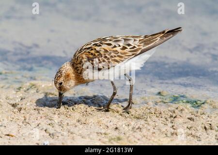 little stint, Erolia minuta or Calidris minuta, single bird feeding in mud on shoreline while on migration, Lesvos, Greece Stock Photo