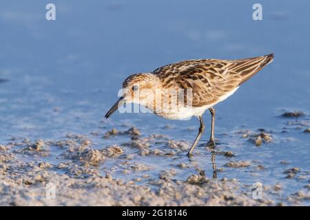 little stint, Erolia minuta or Calidris minuta, single bird feeding in mud on shoreline while on migration, Lesvos, Greece Stock Photo