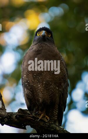 Wild Eagle on a Tree Stock Photo