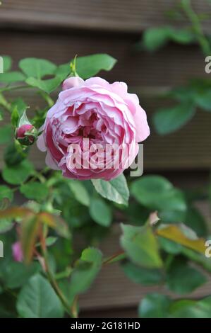 Lilac-pink English shrub rose (Rosa) Charles Rennie Mackintosh blooms in a garden in August Stock Photo