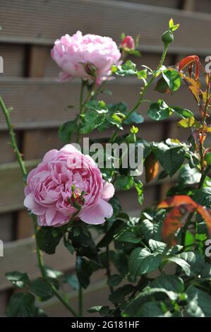 Lilac-pink English shrub rose (Rosa) Charles Rennie Mackintosh blooms in a garden in July Stock Photo