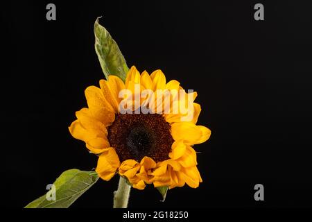 Sunflower with leaf isolated on black background Stock Photo