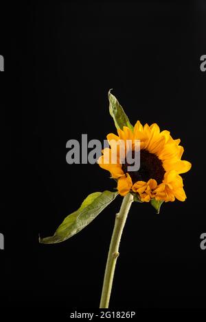 Sunflower with leaf isolated on black background Stock Photo
