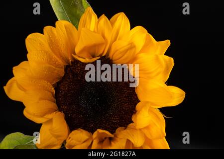 Sunflower with leaf isolated on black background Stock Photo