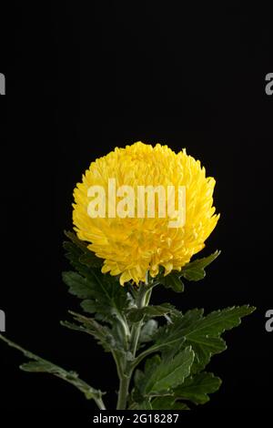 Chrysanthemum Segetum called as Pompom Flower. Asian Flower. isolated on black background Stock Photo