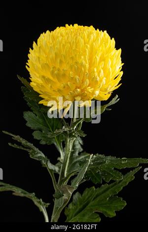 Chrysanthemum Segetum called as Pompom Flower. Asian Flower. isolated on black background Stock Photo