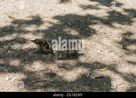 Mandarin Duck (Aix galericulata) chicks foraging Stock Photo