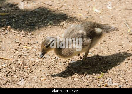 Mandarin Duck (Aix galericulata) chick foraging Stock Photo