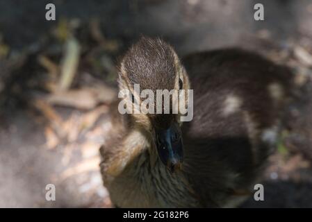 Mandarin Duck (Aix galericulata) chick close up Stock Photo