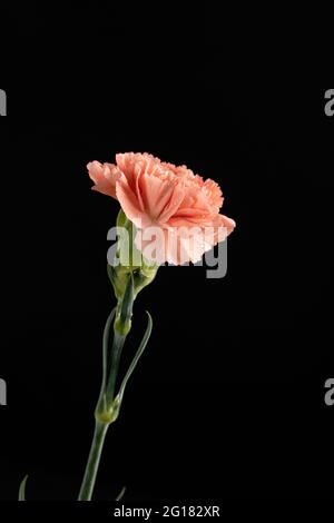 A pink carnation against a black background Stock Photo