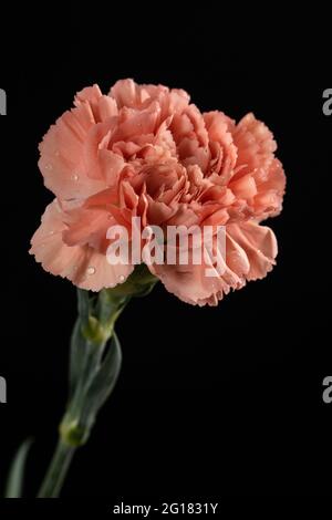 A pink carnation against a black background Stock Photo