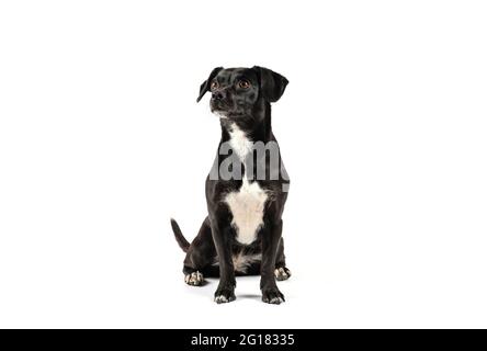 small black breedless dog, black mixed breed canine looking sideways curious isolated white background Stock Photo