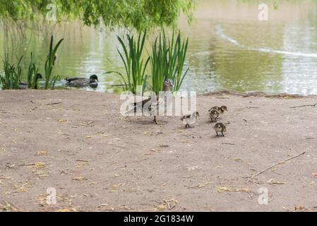 Mandarin Duck (Aix galericulata) family Stock Photo