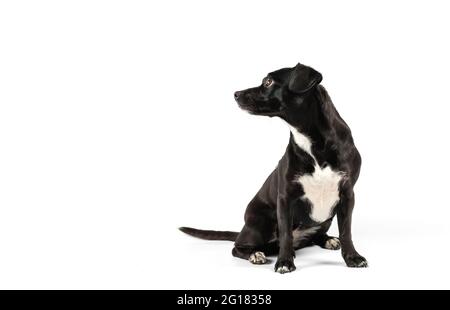 small black breedless dog, black mixed breed canine looking sideways curious isolated white background Stock Photo