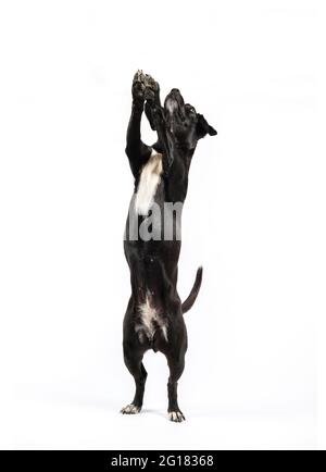 Small black dog without breed, mixed breed black canine standing on two legs asking for food isolated white background Stock Photo