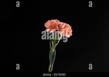 A pink carnation against a black background Stock Photo