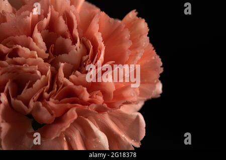 A pink carnation against a black background Stock Photo