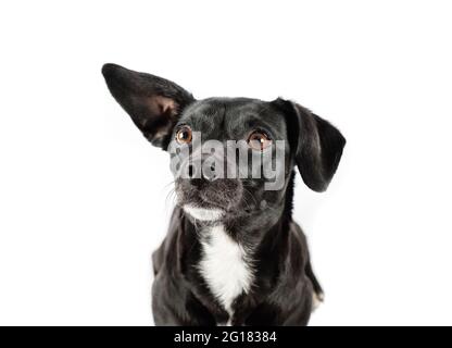 small black breedless dog portrait, mixed breed canine looking curious isolated white background Stock Photo