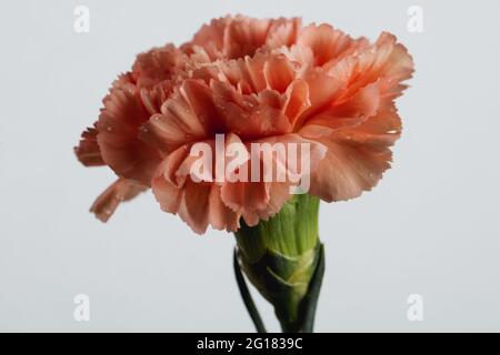 A pink carnation against a white background Stock Photo