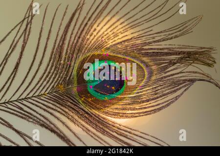 Holi colours on a peacock feather Stock Photo