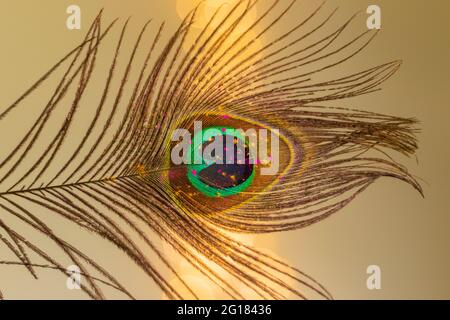 Holi colours on a peacock feather Stock Photo