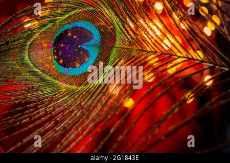 Holi colours on a peacock feather Stock Photo